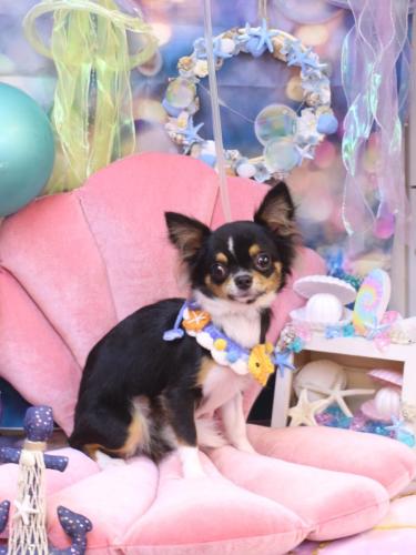 20240808天ちゃん 